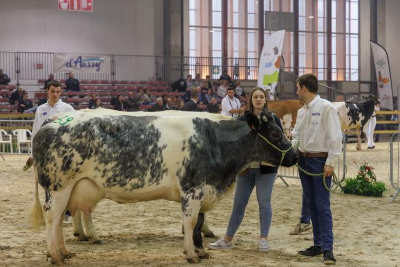 intention-to-organize-brussels-livestock-show-again-in-2027