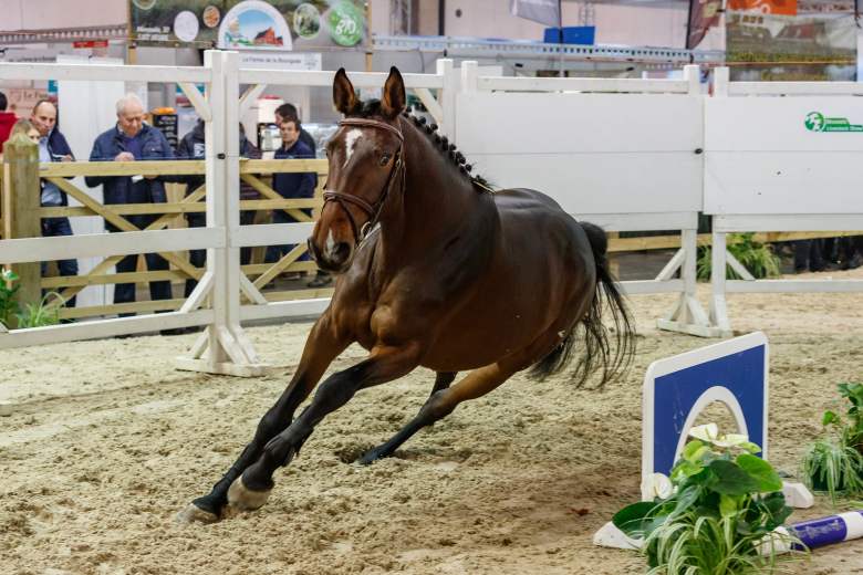 brussels-livestock-show-plant-comeback-in-2027